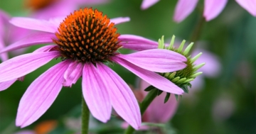 Fiore di echinacea