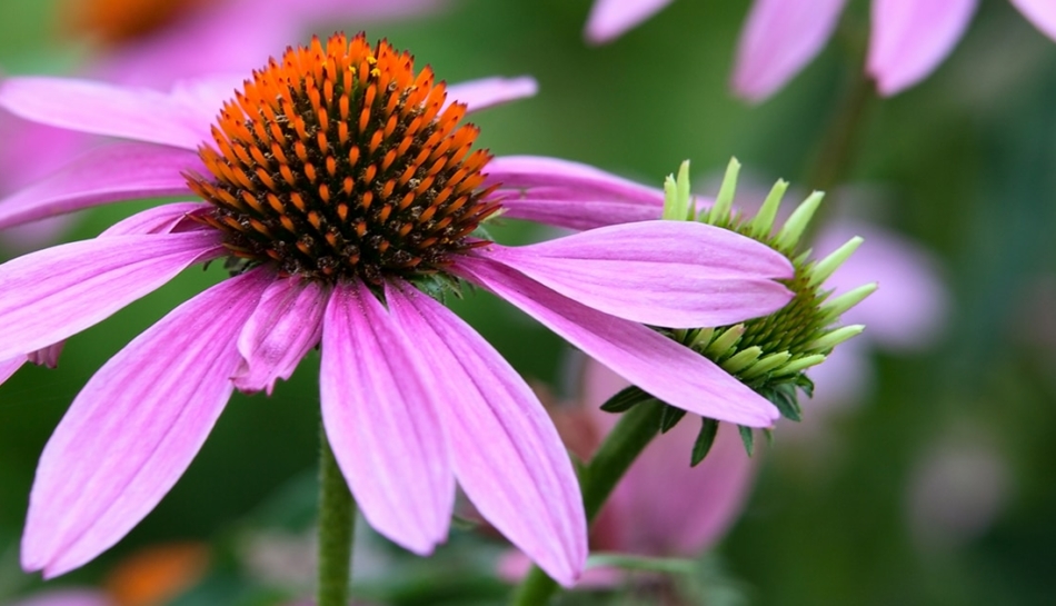 Fiore di echinacea