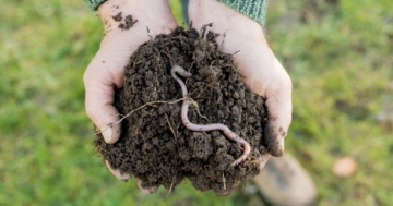 Mani che tengono un mucchietto di terra con un verme, produttore di compost