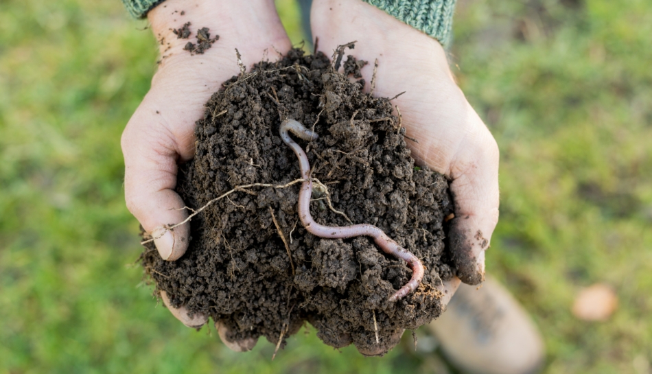 Mani che tengono un mucchietto di terra con un verme, produttore di compost