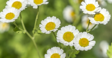 Fiori della pianta di camomilla