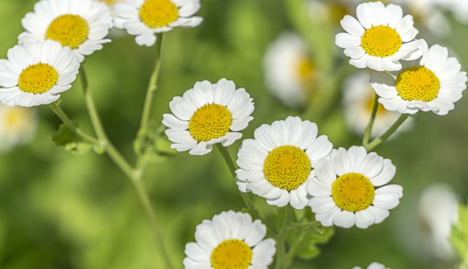 Fiori della pianta di camomilla