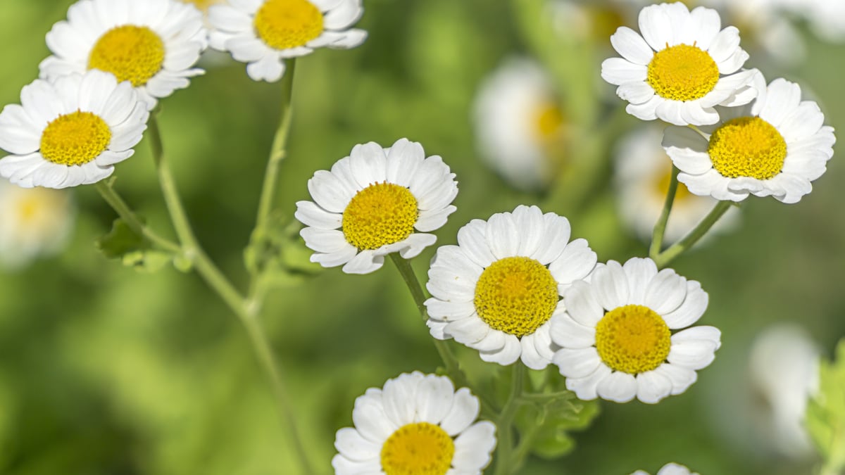 La Camomilla Non E Un Sonnifero Uppa It