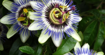 Passiflora