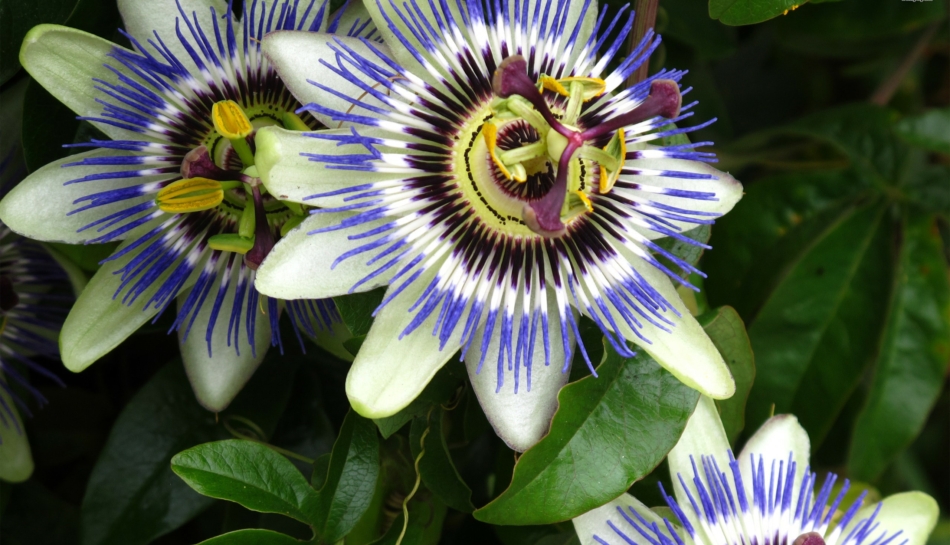 Passiflora