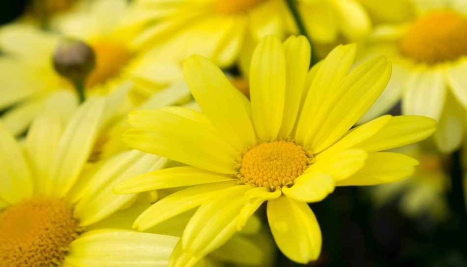 Foto ravvicinata di un fiore di arnica montana