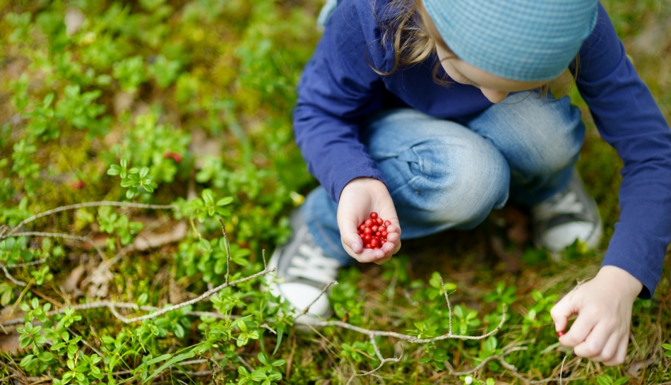 Bambina raccoglie frutti rossi nel bosco