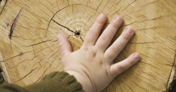 Bambino accarezza un tronco d'albero