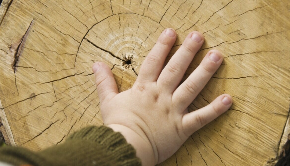 Bambino accarezza un tronco d'albero