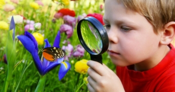 The child observes a flower