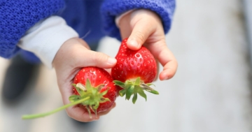 Mani di bambino che tengono due fragole